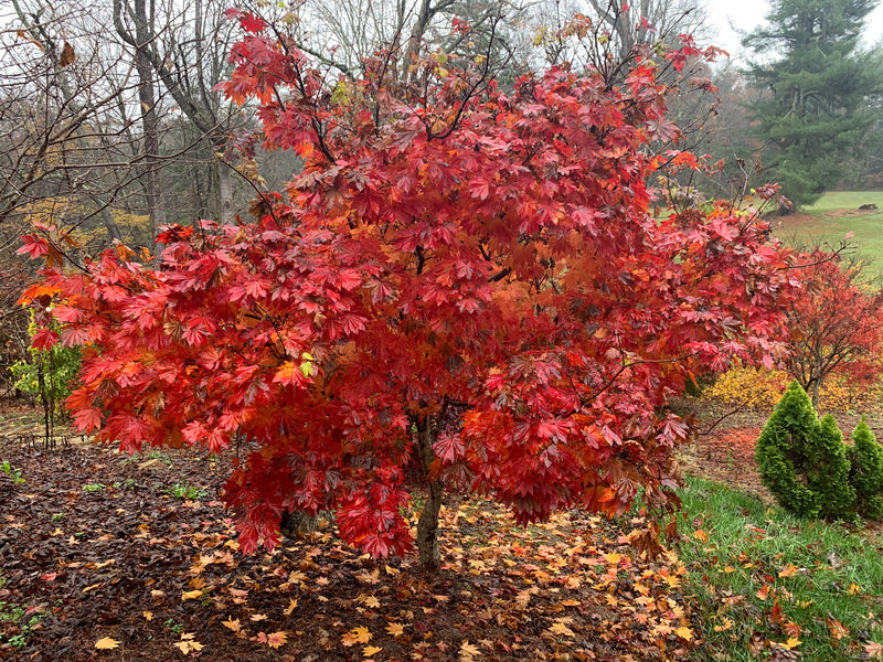 - Acer japonicum 'Vitifolium' Large Leaf Full Moon Japanese Maple - Mr Maple │ Buy Japanese Maple Trees