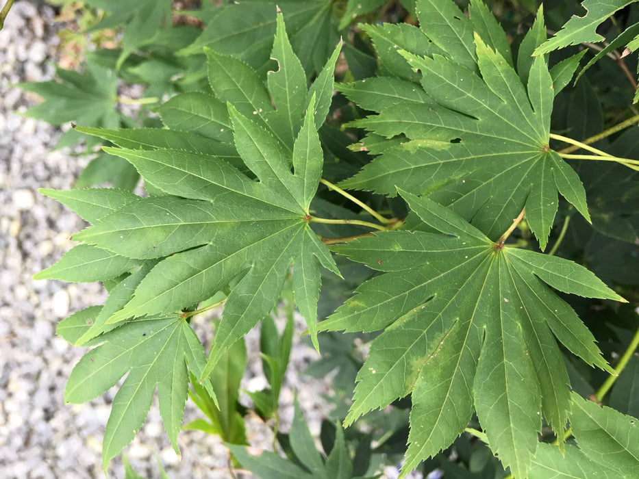 Acer palmatum 'Matsuyoi' Japanese Maple