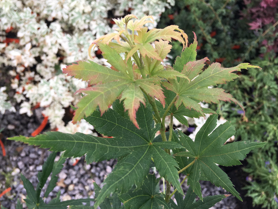 Acer palmatum 'Beni musume' Japanese Maple