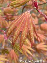 - FOR PICKUP ONLY | Acer shirasawanum Moonrise™ Full Moon Japanese Maple | DOES NOT SHIP - Mr Maple │ Buy Japanese Maple Trees