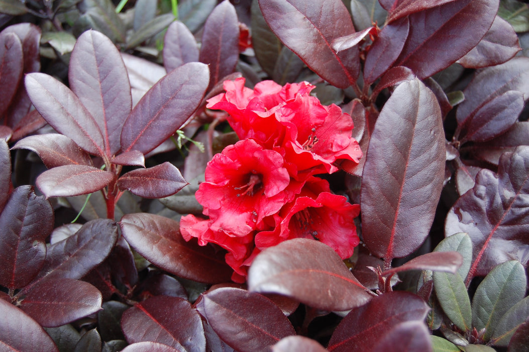 Rhododendron 'Everred' Red Foliage Red Blooms
