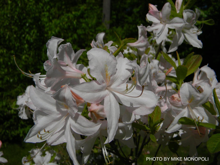 Azalea 'White Lights’ White Flowers Deciduous Azalea