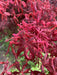 - FOR PICKUP ONLY | Acer palmatum 'Lileeanne's Jewel' Japanese Maple | DOES NOT SHIP - Mr Maple │ Buy Japanese Maple Trees