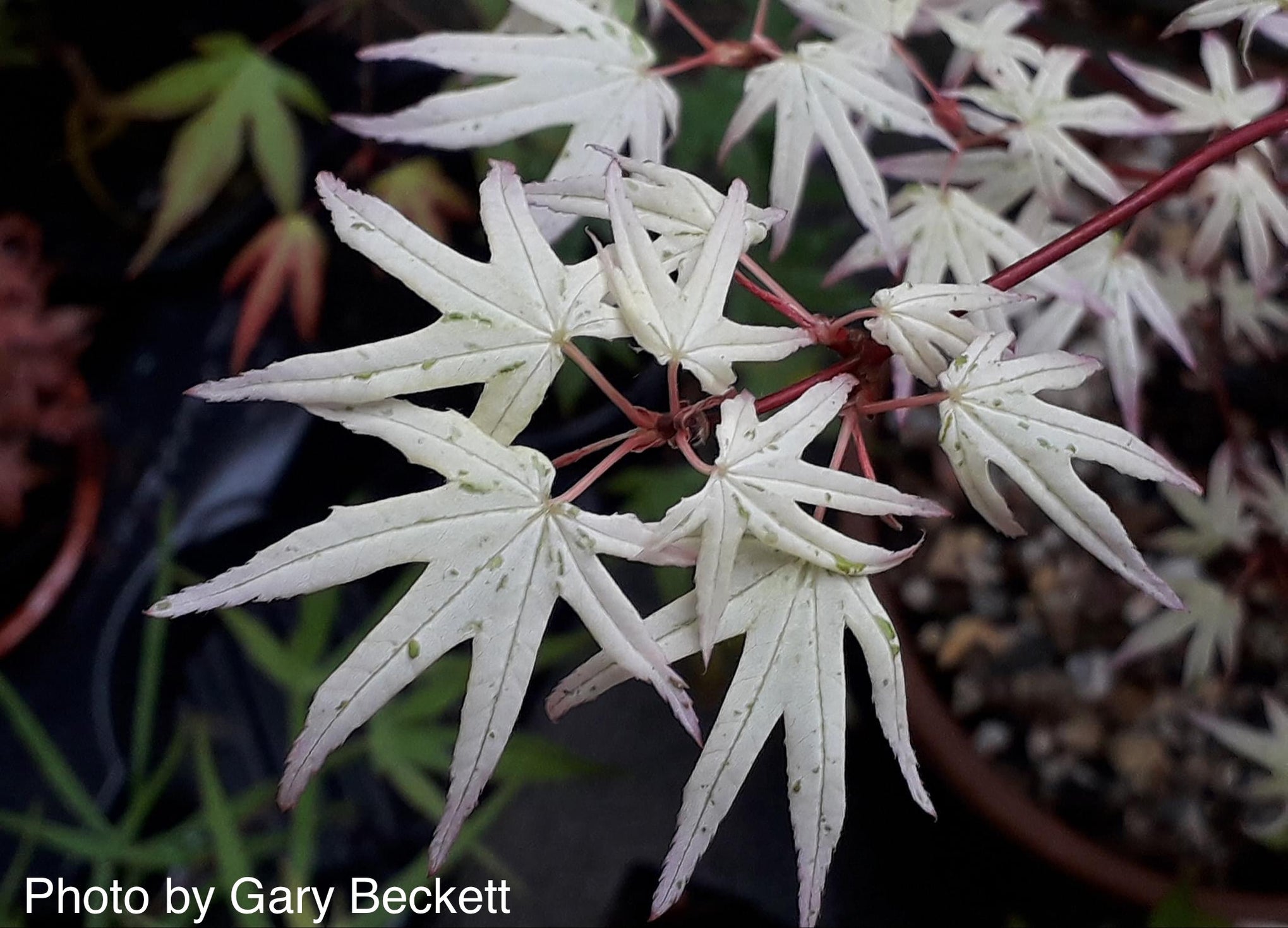 Buy Japanese Maples - MrMaple — Mr Maple │ Buy Japanese Maple Trees