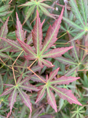- Acer shirasawanum 'Bronze Age' Bronze Full Moon Japanese Maple - Mr Maple │ Buy Japanese Maple Trees