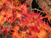 - Acer palmatum 'Koi' Dwarf Japanese Maple - Mr Maple │ Buy Japanese Maple Trees