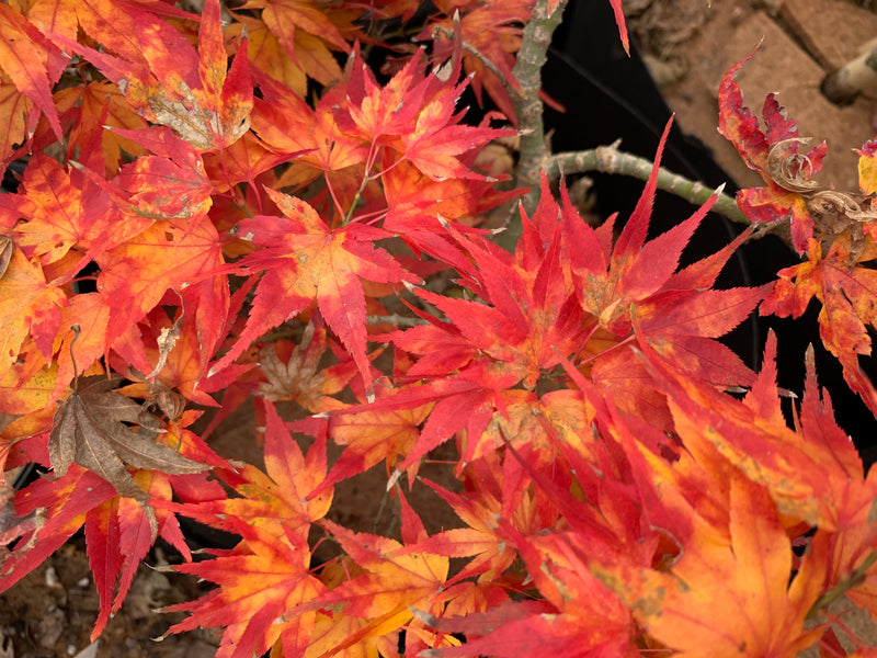 - Acer palmatum 'Koi' Dwarf Japanese Maple - Mr Maple │ Buy Japanese Maple Trees