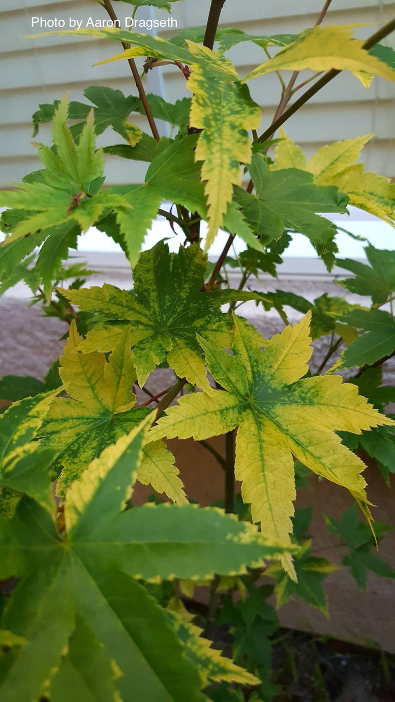 - Acer palmatum 'Sagara nishiki' Japanese Maple - Mr Maple │ Buy Japanese Maple Trees