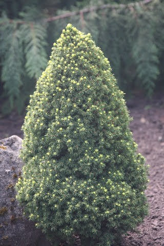 Picea glauca 'Pixie Dust' Dwarf White Spruce