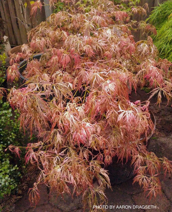 FOR PICKUP ONLY | Acer palmatum 'Goshiki shidare' Japanese Maple | DOES NOT SHIP