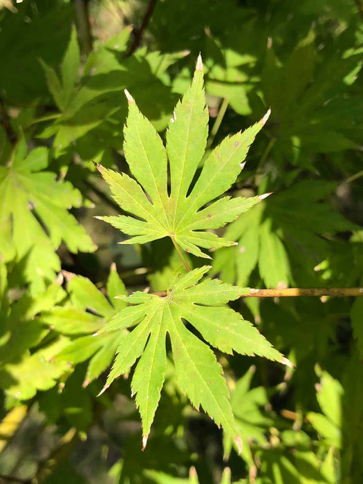 Acer pseudosieboldianum X 'IsLNW' Cold Tolerant Japanese Maple