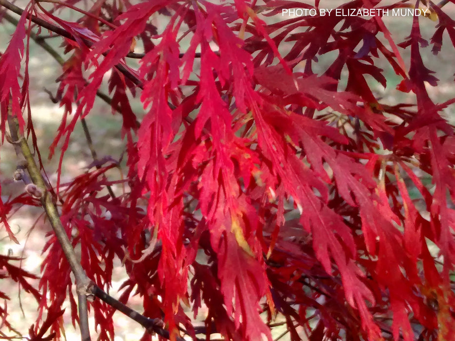 Acer palmatum 'Barrie Bergman' Weeping Japanese Maple