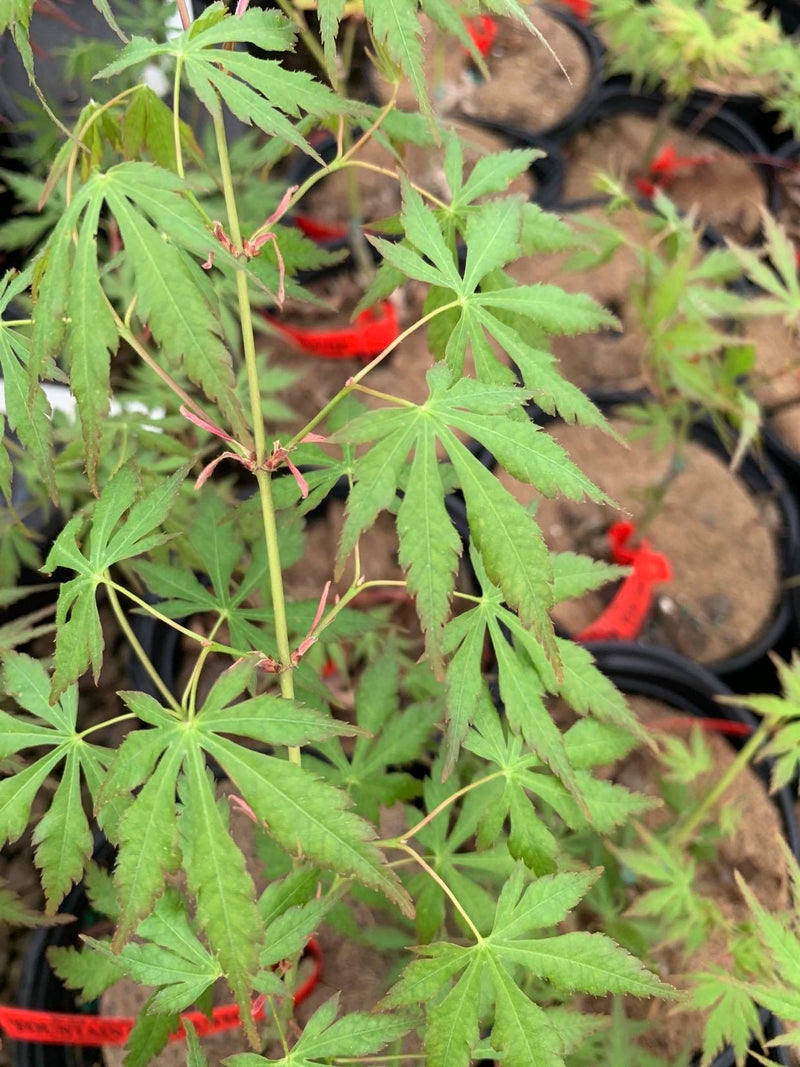 - Acer palmatum 'Fountain of Youth' Japanese Maple - Mr Maple │ Buy Japanese Maple Trees