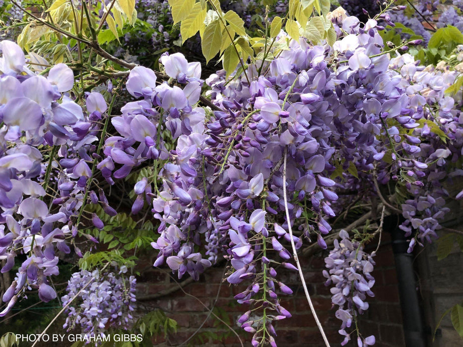 Wisteria sinensis 'Prolific' Lavender Flowering Chinese Wisteria