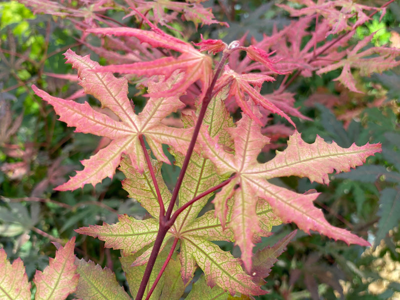 - Acer palmatum 'Strawberry Spring' Reticulated Japanese Maple - Mr Maple │ Buy Japanese Maple Trees