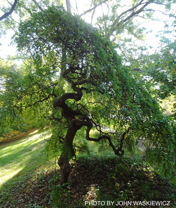 Styphnolobium japonicum 'Pendula' Weeping Japanese Pagoda Tree