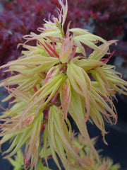 - Acer palmatum 'Mayday' Rare Dwarf Japanese Maple - Mr Maple │ Buy Japanese Maple Trees