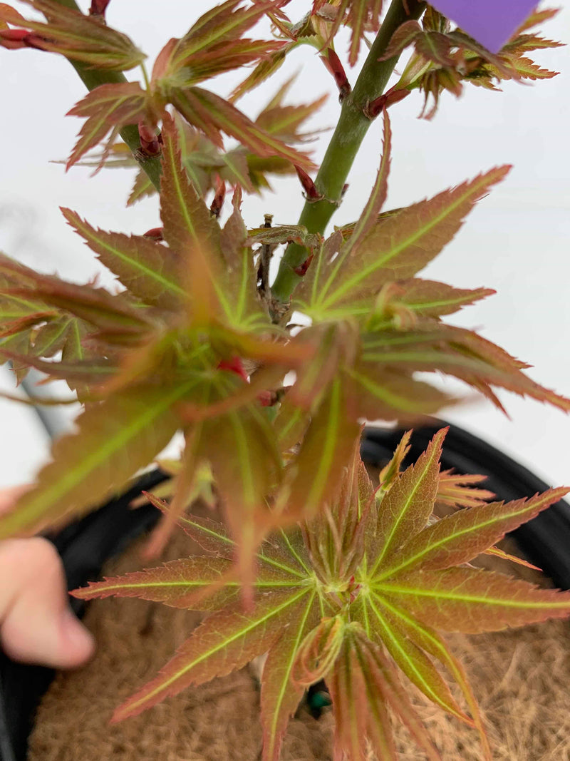 - Acer palmatum 'Koi' Dwarf Japanese Maple - Mr Maple │ Buy Japanese Maple Trees