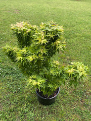 - Acer palmatum 'Japanese Princess' Dwarf Japanese Maple - Mr Maple │ Buy Japanese Maple Trees
