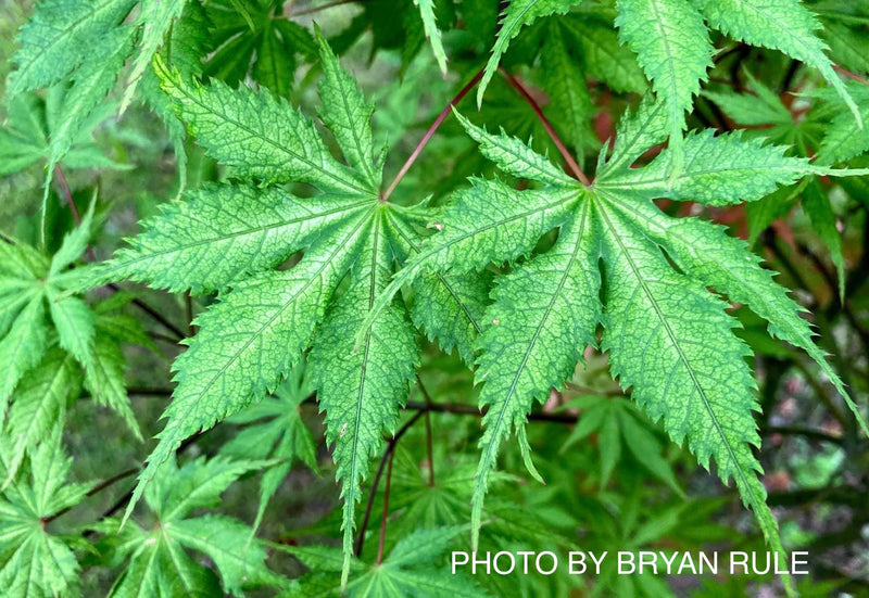 - Acer palmatum 'Grandma Ghost' Japanese Maple - Mr Maple │ Buy Japanese Maple Trees