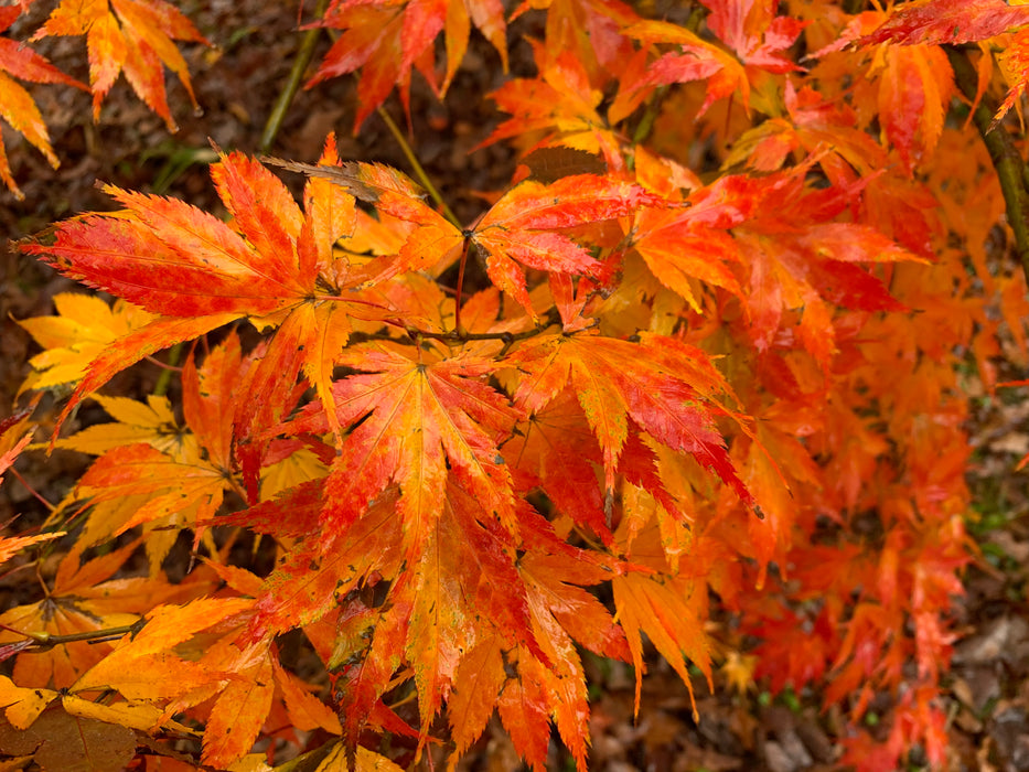 Acer palmatum 'Ki hachijo' Japanese Maple