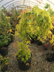 - Acer palmatum 'Dragon Master' Golden Weeping Japanese Maple - Mr Maple │ Buy Japanese Maple Trees