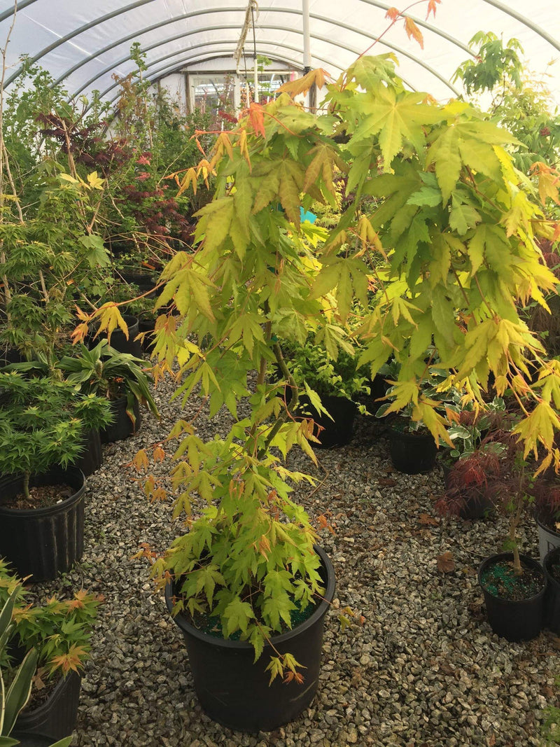 - Acer palmatum 'Dragon Master' Golden Weeping Japanese Maple - Mr Maple │ Buy Japanese Maple Trees