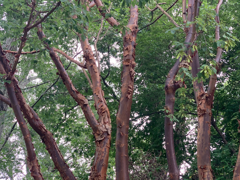 - Acer griseum - Paperbark Maple - Mr Maple │ Buy Japanese Maple Trees