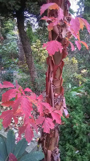 - Acer griseum - Paperbark Maple - Mr Maple │ Buy Japanese Maple Trees