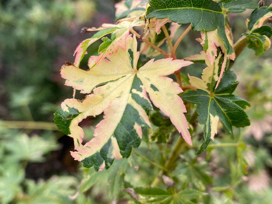 Acer palmatum 'Tsuru no mai' Japanese Maple