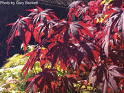 - Acer palmatum 'Emperor 1' Japanese Maple Tree - Mr Maple │ Buy Japanese Maple Trees