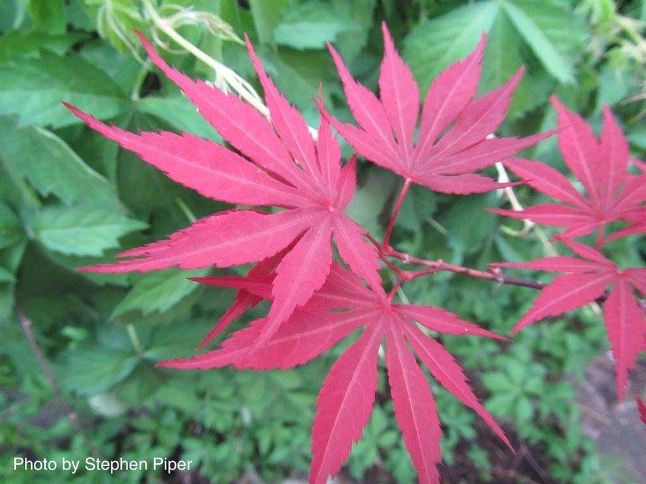 Acer palmatum 'Jeannie's Dream' Japanese Maple