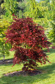 - Acer palmatum 'Purple Ghost' Japanese Maple - Mr Maple │ Buy Japanese Maple Trees
