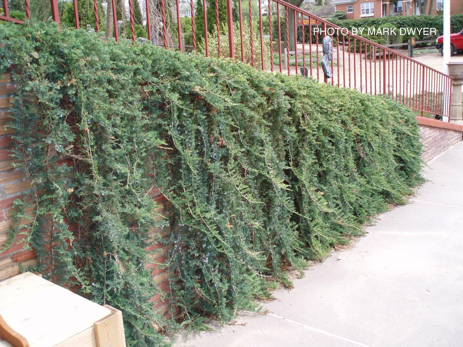 Juniperus horizontalis 'Wiltonii' Blue Rug Juniper