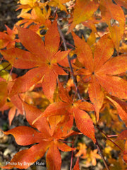 - Acer palmatum 'Ukigumo' Floating Clouds Japanese Maple - Mr Maple │ Buy Japanese Maple Trees