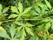 - Acer palmatum 'Fountain of Youth' Japanese Maple - Mr Maple │ Buy Japanese Maple Trees