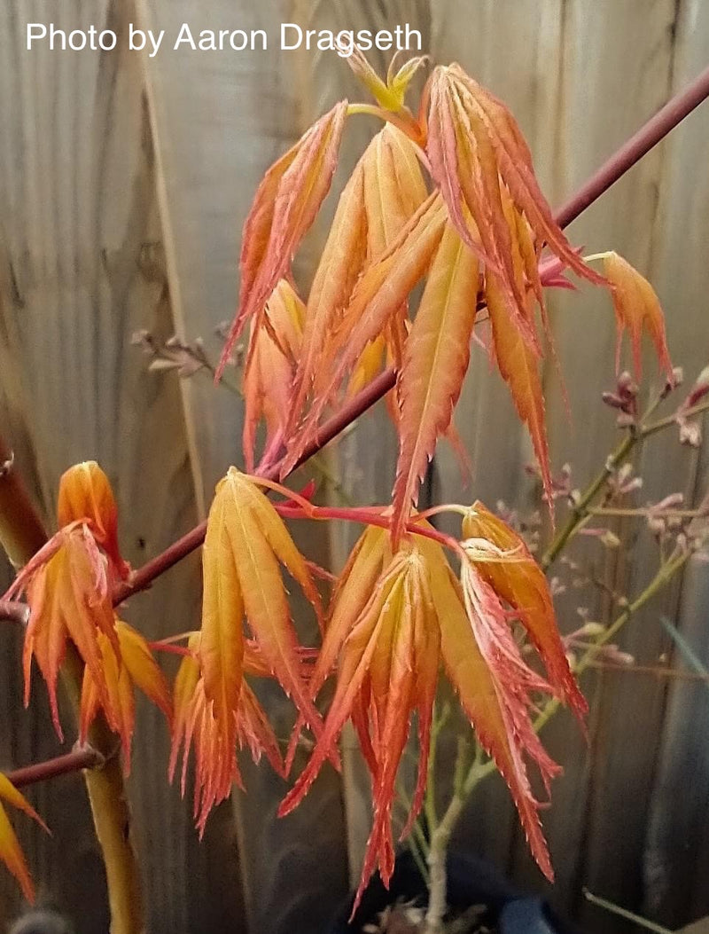 - Acer palmatum 'Alan's Gold' Pinebark Japanese Maple - Mr Maple │ Buy Japanese Maple Trees