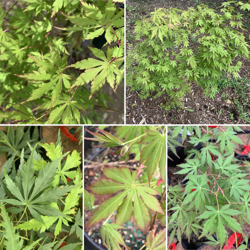 - Acer palmatum 'Fountain of Youth' Japanese Maple - Mr Maple │ Buy Japanese Maple Trees