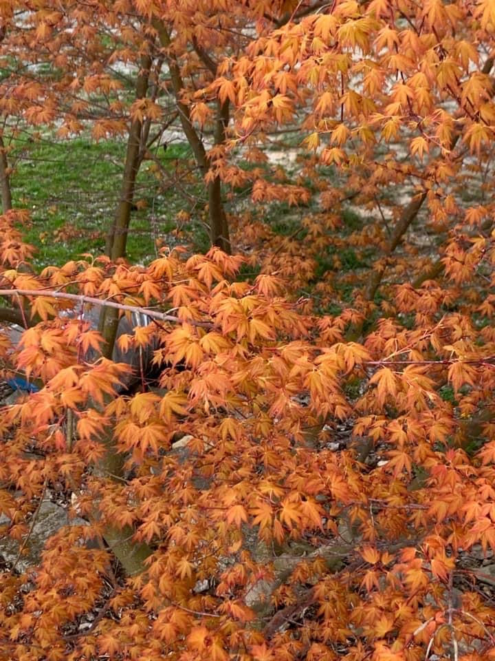 - Acer palmatum 'Kristin's Star' Japanese Maple - Mr Maple │ Buy Japanese Maple Trees