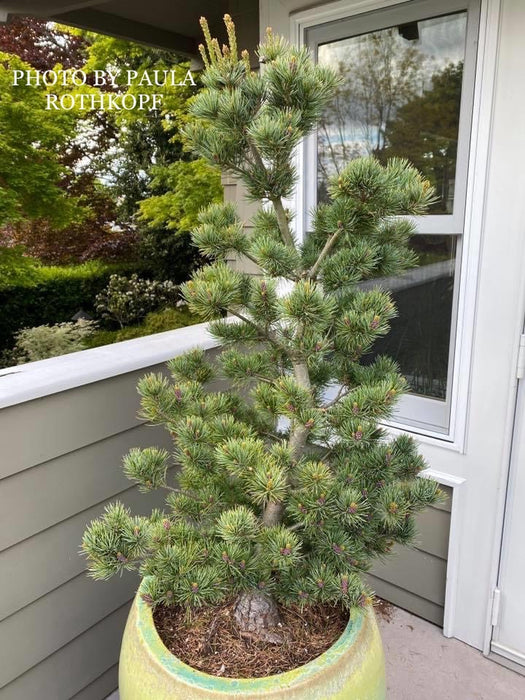 Pinus parviflora 'Aoi' Blue Japanese White Pine