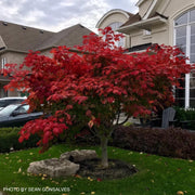 - Acer japonicum 'Mai kujaku' Dancing Peacock Japanese Maple - Mr Maple │ Buy Japanese Maple Trees