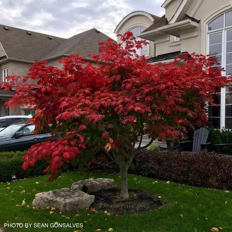 - Acer japonicum 'Mai kujaku' Dancing Peacock Japanese Maple - Mr Maple │ Buy Japanese Maple Trees