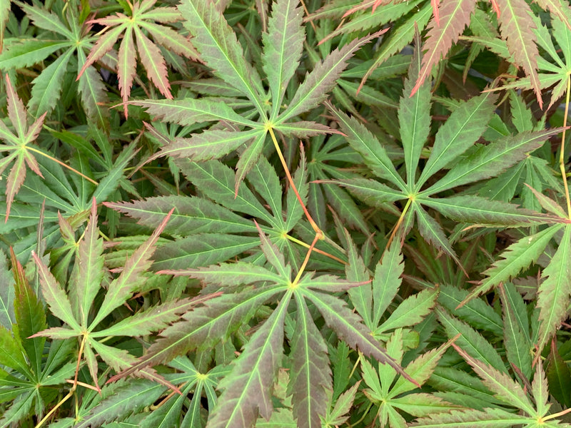 - Acer shirasawanum 'Bronze Age' Bronze Full Moon Japanese Maple - Mr Maple │ Buy Japanese Maple Trees