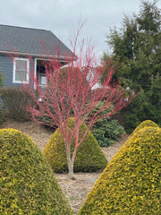 - Acer palmatum 'Sango kaku' Coral Bark Japanese Maple - Mr Maple │ Buy Japanese Maple Trees