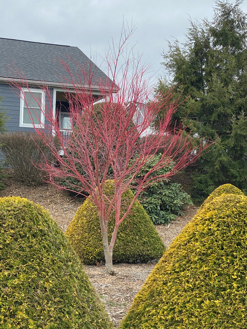 - Acer palmatum 'Sango kaku' Coral Bark Japanese Maple - Mr Maple │ Buy Japanese Maple Trees