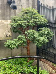 - Acer griseum - Paperbark Maple - Mr Maple │ Buy Japanese Maple Trees