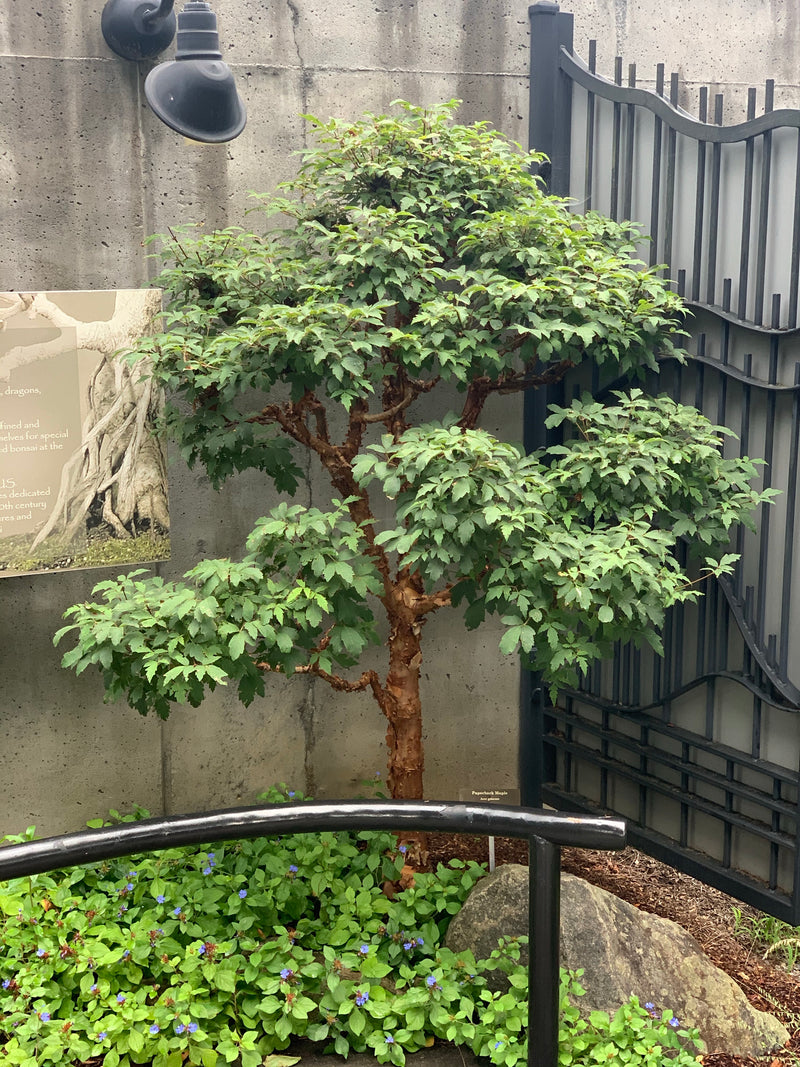 - Acer griseum - Paperbark Maple - Mr Maple │ Buy Japanese Maple Trees