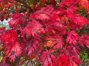 - Acer japonicum 'Mai kujaku' Dancing Peacock Japanese Maple - Mr Maple │ Buy Japanese Maple Trees