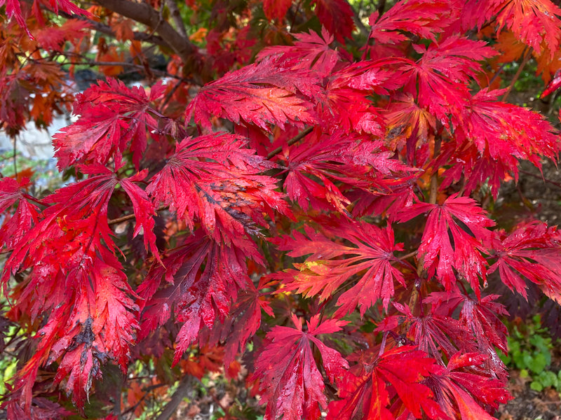 - Acer japonicum 'Mai kujaku' Dancing Peacock Japanese Maple - Mr Maple │ Buy Japanese Maple Trees