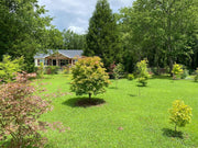 - Acer palmatum 'Osakazuki' Japanese Maple - Mr Maple │ Buy Japanese Maple Trees